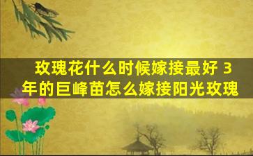 玫瑰花什么时候嫁接最好 3年的巨峰苗怎么嫁接阳光玫瑰